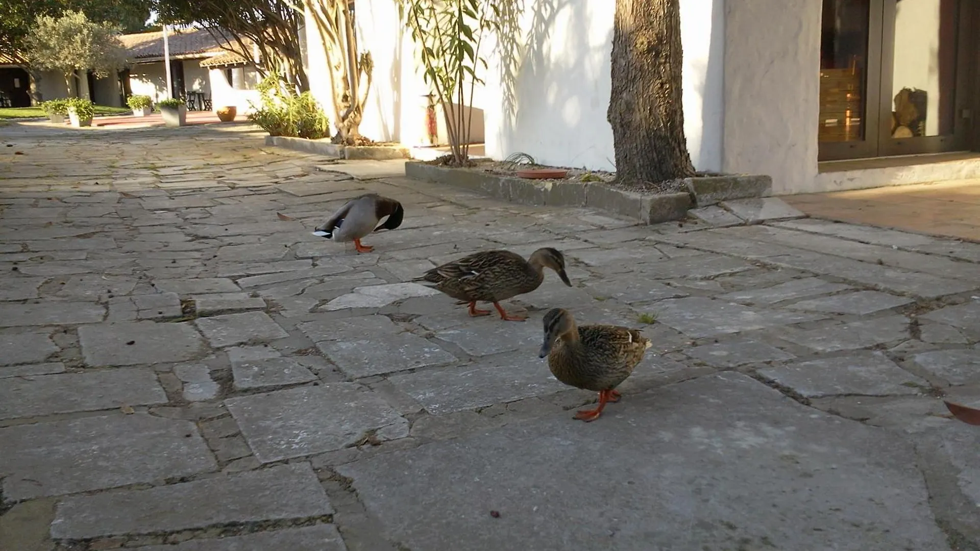 Hotel Les Rizieres Saintes-Maries-de-la-Mer 3*,